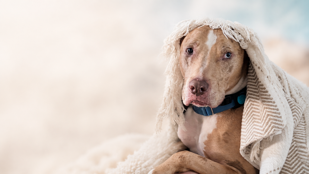 A dog resting peacefully at home with a soft blanket, representing comfort-focused in-home veterinary care