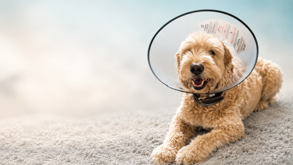 A happy golden doodle dog wearing a recovery cone, resting on a soft carpet at home