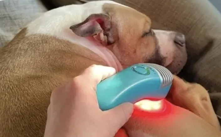 MedcoVet Luma Home Laser Therapy