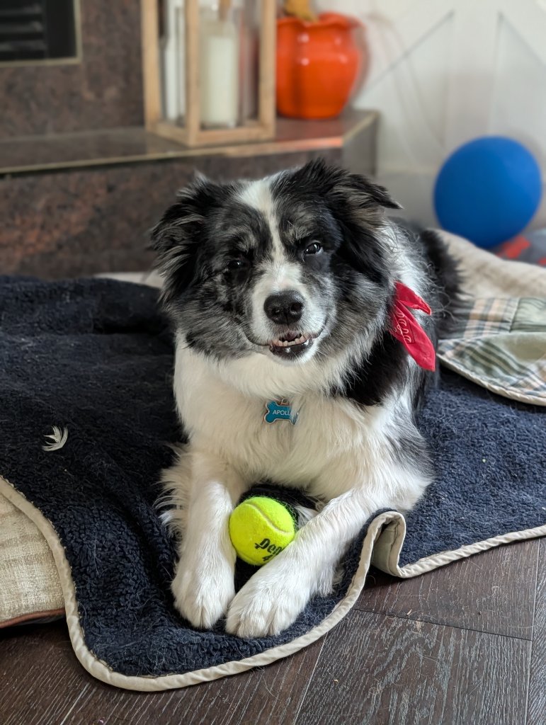 Apollo wearing a red bandana on his dog bed