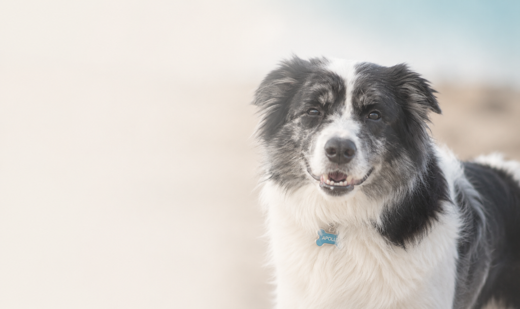 Lavender fields and rolling hills at golden hour