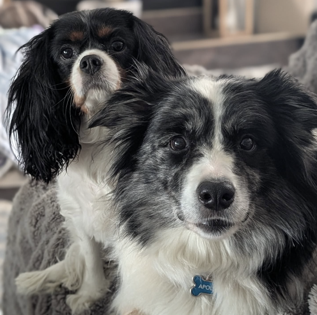 Apollo the Border Collie and PopTart the Cavalier King Charles Spaniel sitting together
