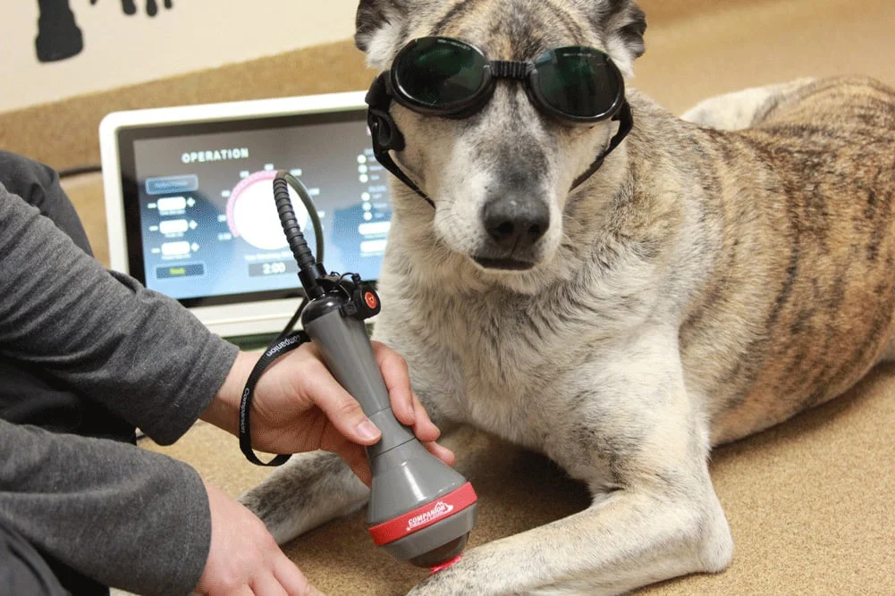 A brindle dog wearing protective goggles resting calmly while receiving laser therapy on its paw