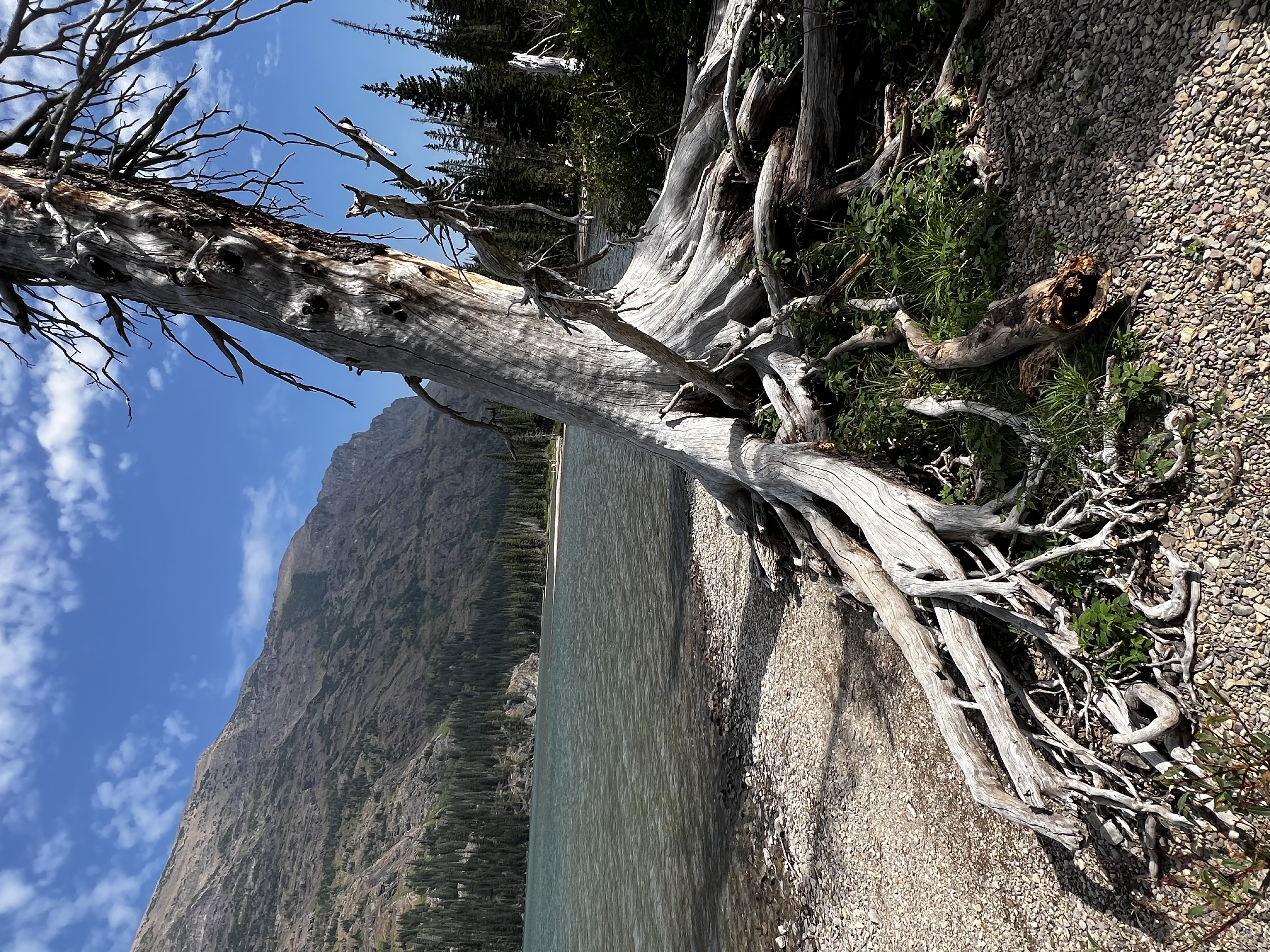 Tree with exposed, twisted roots