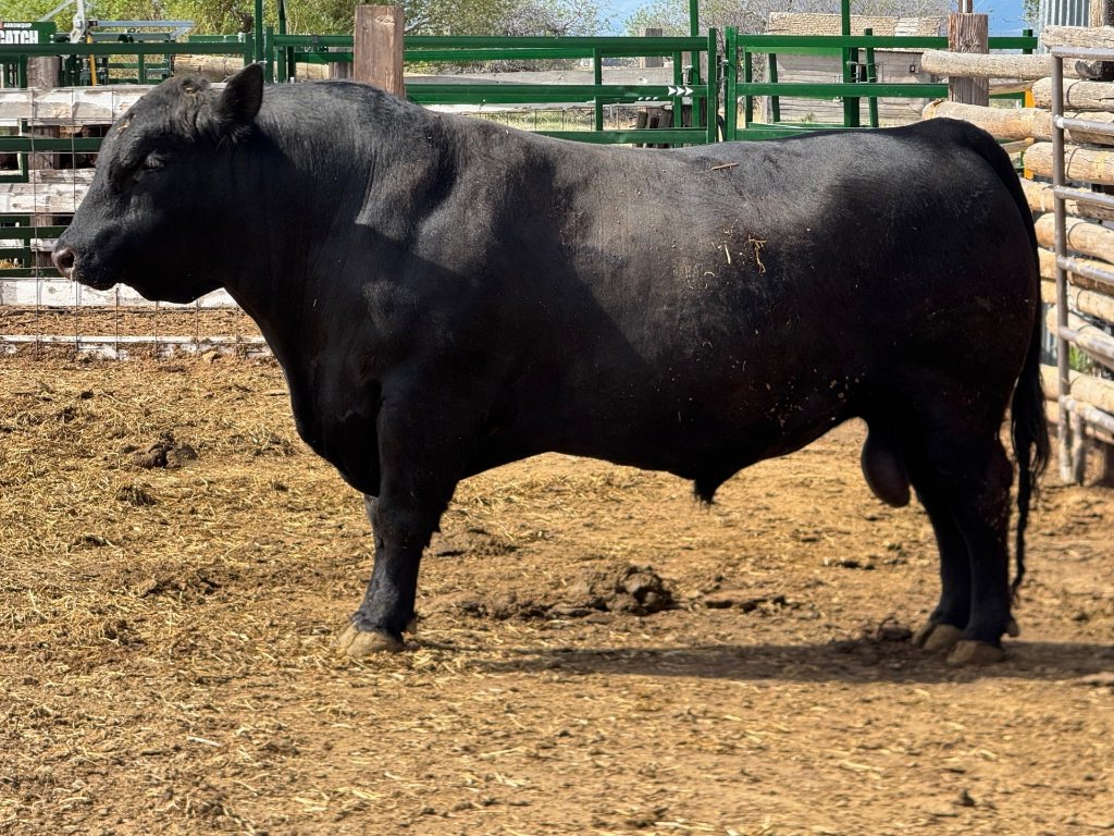 Ferdinand, primary herd bull — side profile view