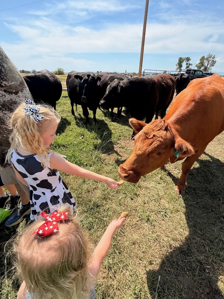 Girls feeding cows in the pasture