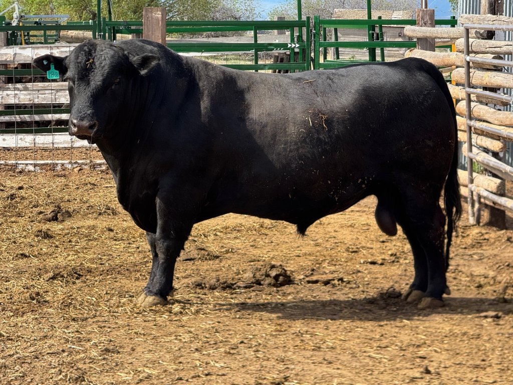 Ferdinand, primary herd bull — front facing view