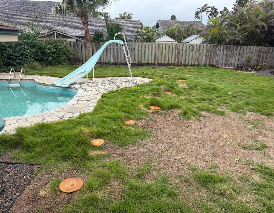 Ground Manila palm stumps visible across a Kailua backyard lawn