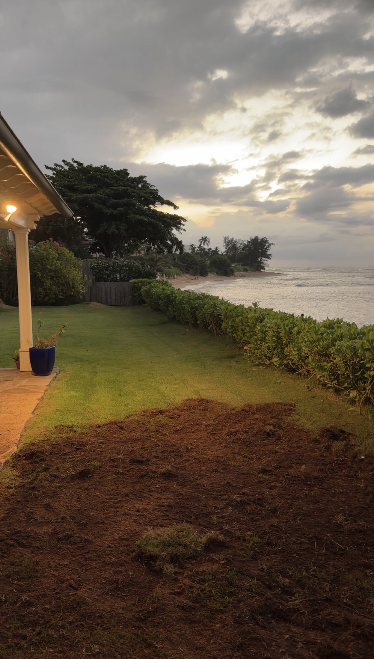 Cleared area in Waialua (Coconut) after stump grinding