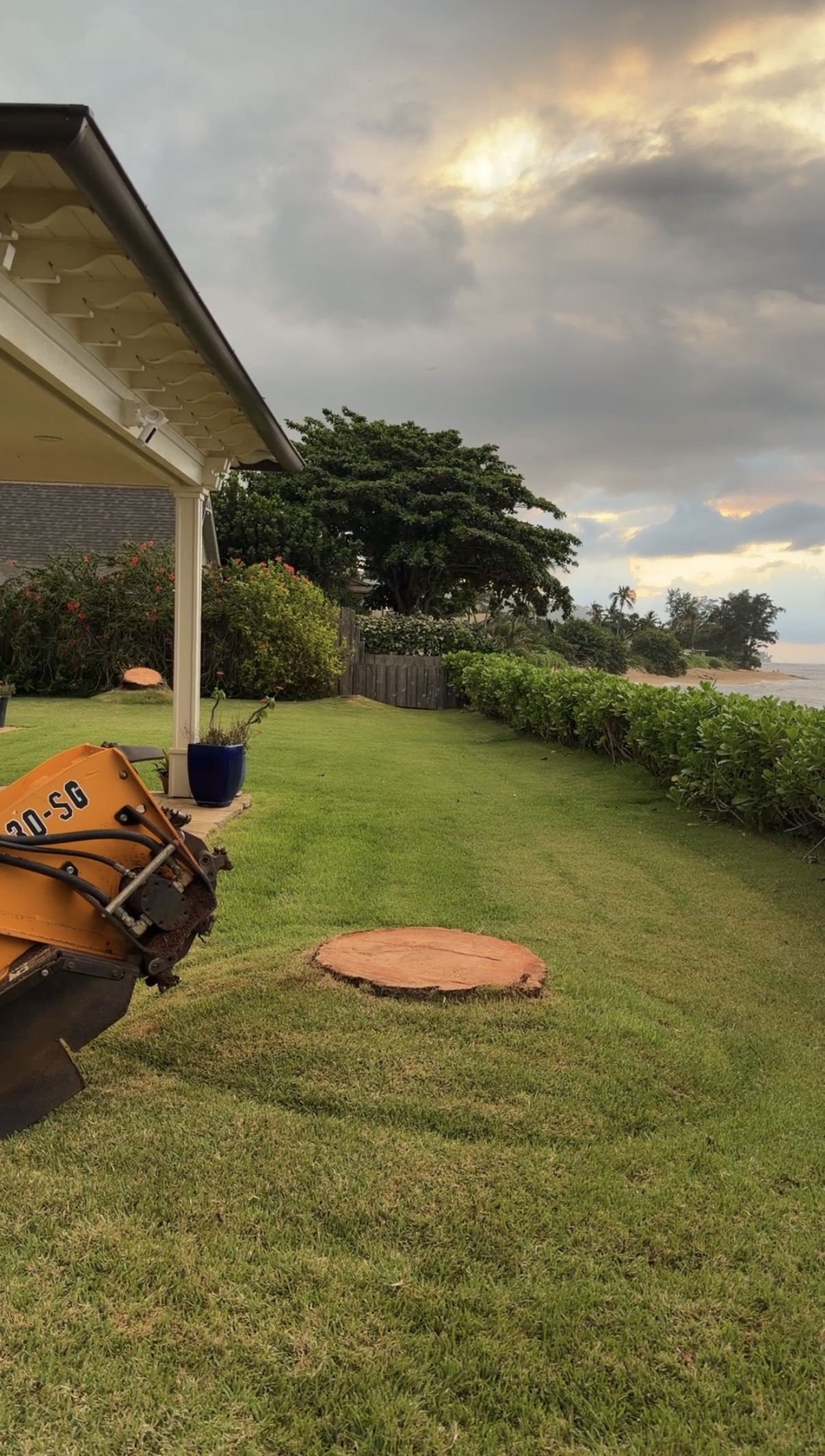 Coconut tree stumps in a coastal Waialua lawn at dusk with stump grinder on site