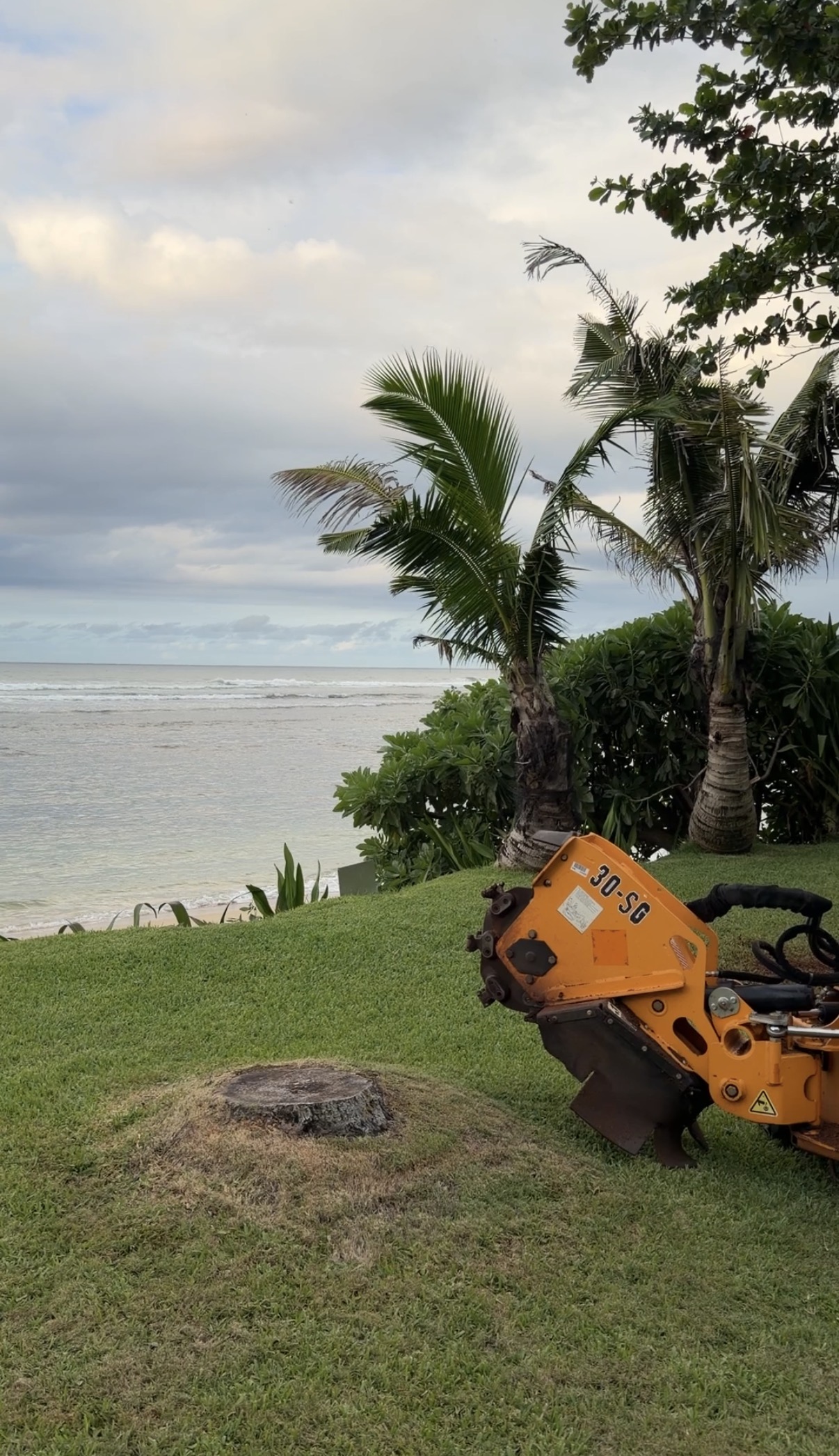 Stump grinder working a coastal property stump in Waialua with ocean view