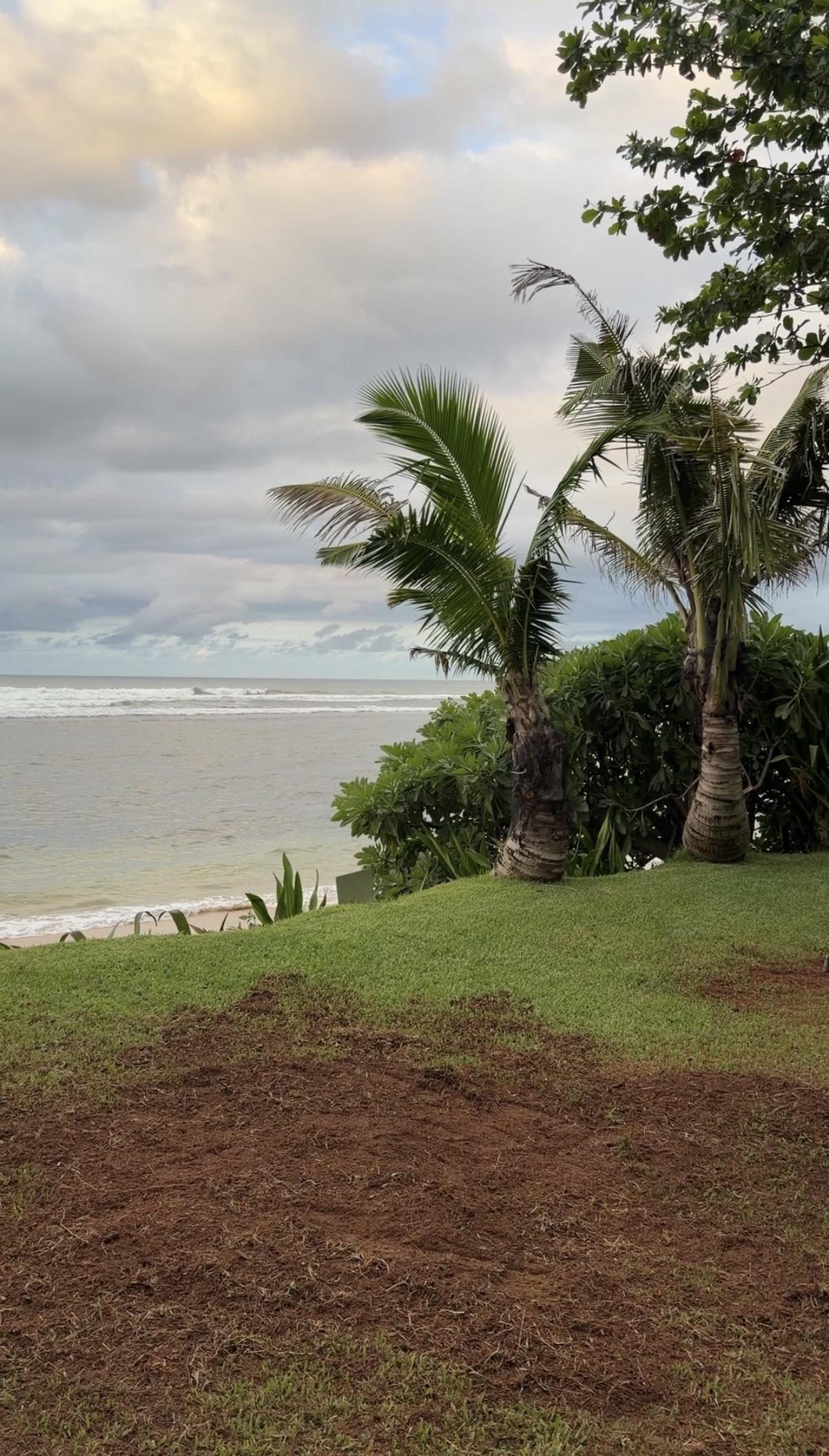 Cleared area in Waialua after stump grinding