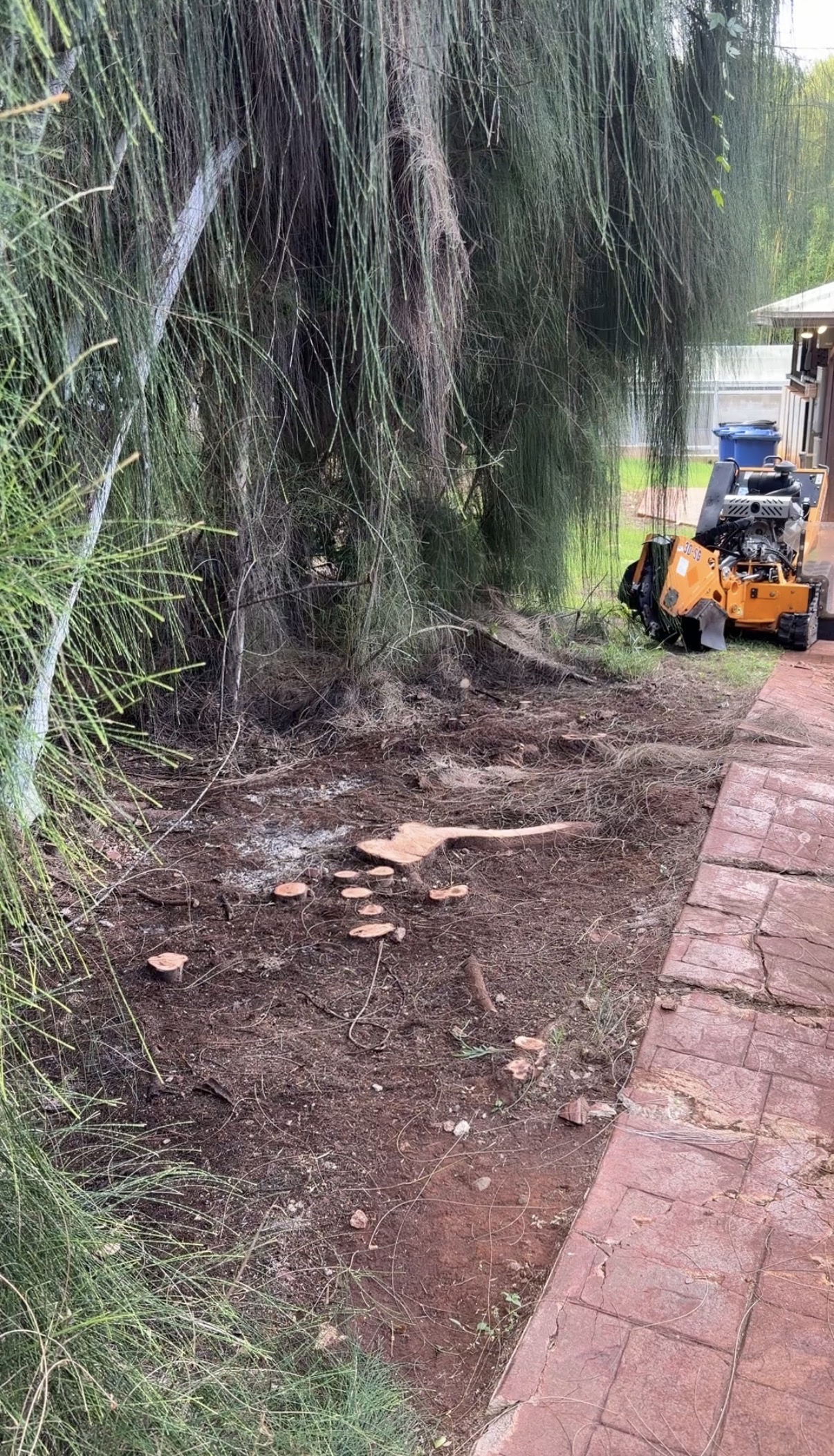 Stump grinder positioned at a pathside stump in Pupukea before grinding