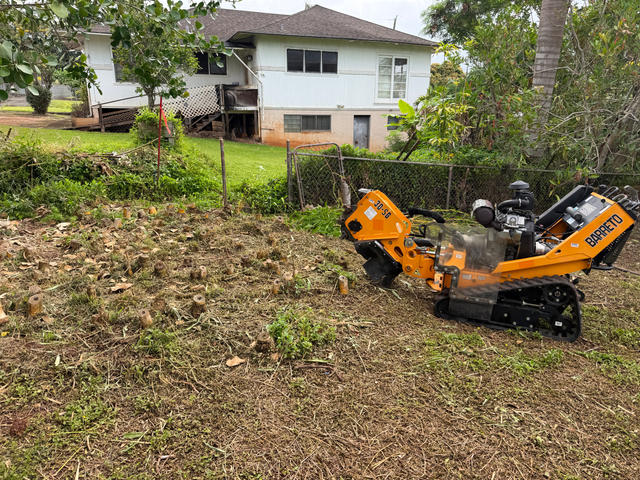 before — Bamboo Stump Grinding