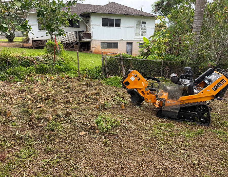 Cut bamboo stumps in a Wahiawa backyard before grinding
