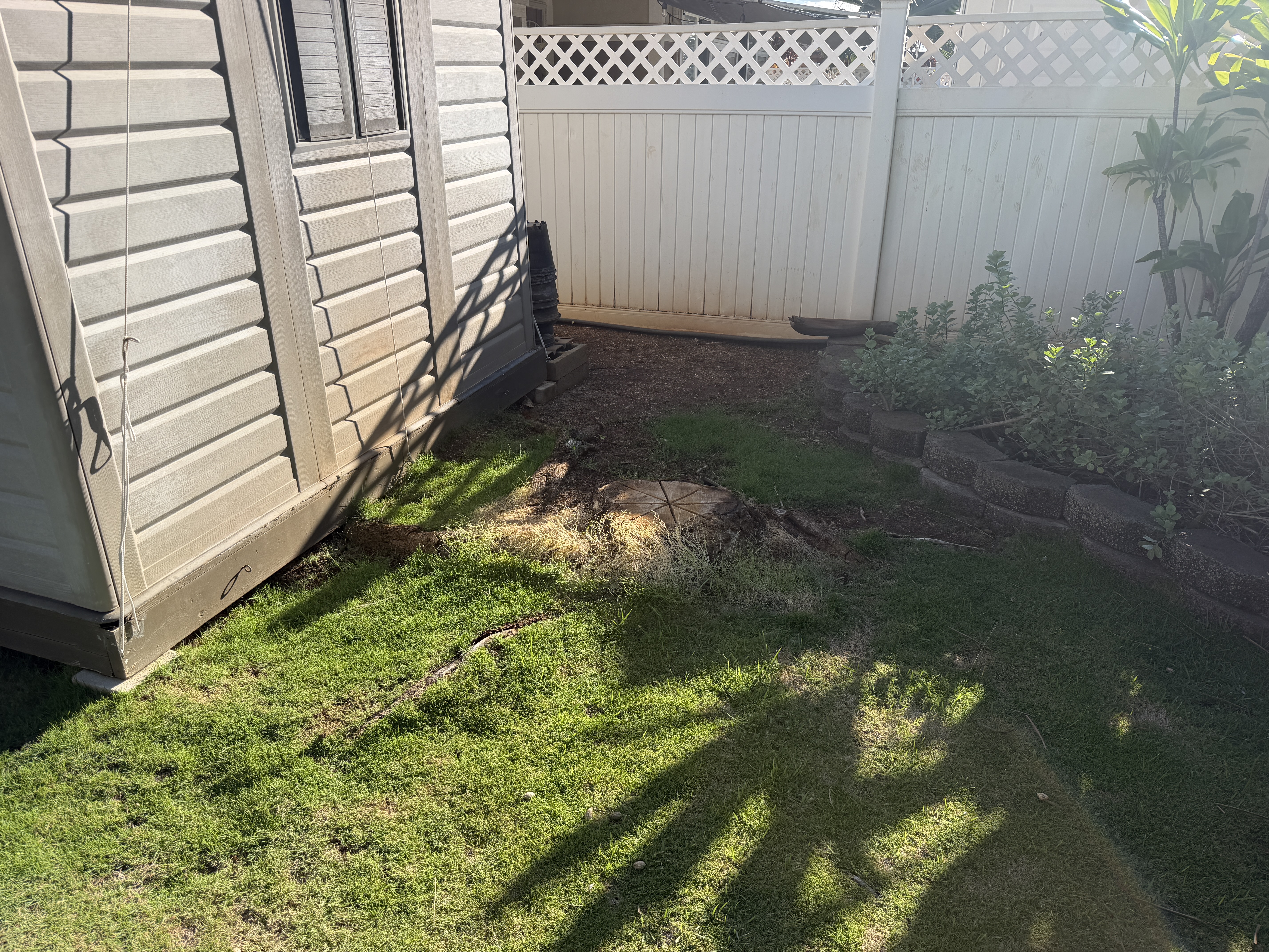Mango tree stump in a Kapolei backyard between a shed and a stone garden bed