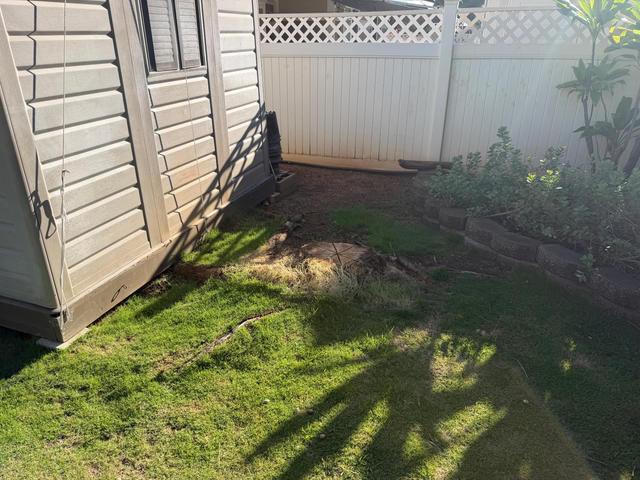 before — Mango Stump by Shed
