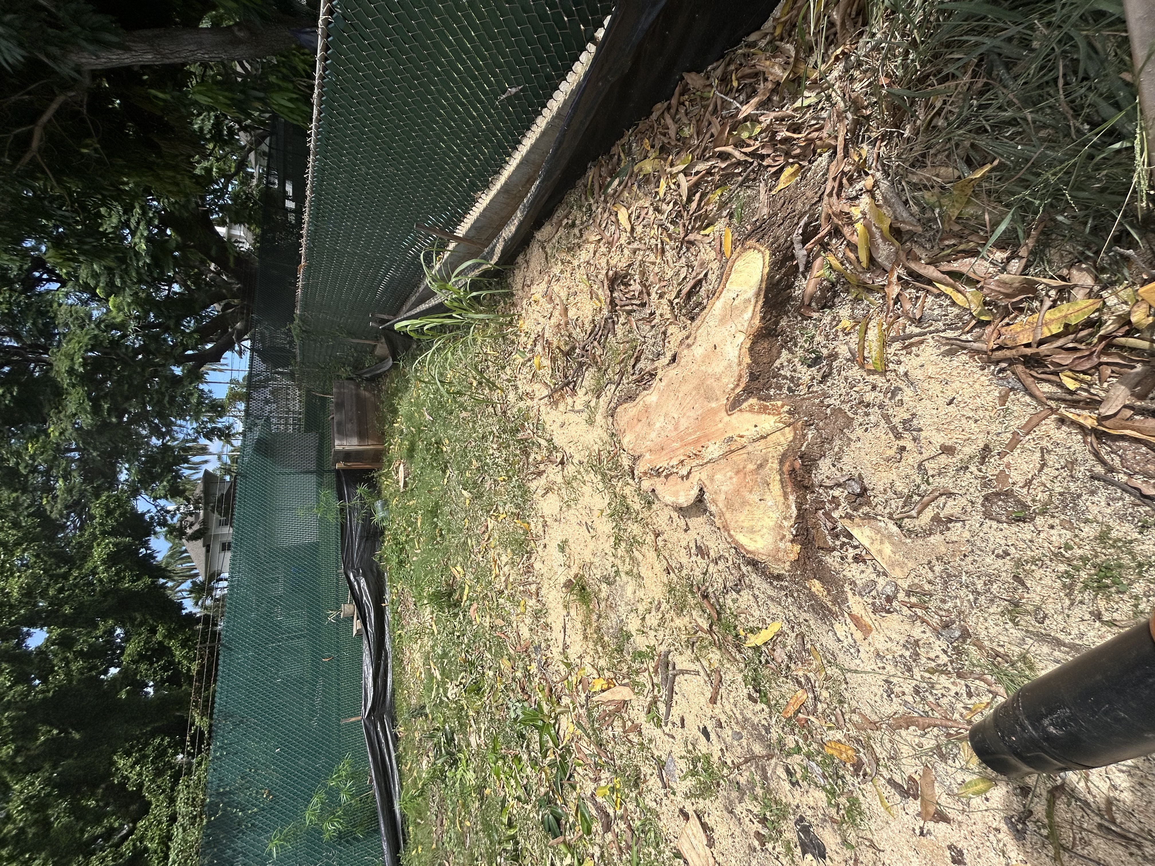 Stump grinder working on a residential property on Oahu, Hawaii