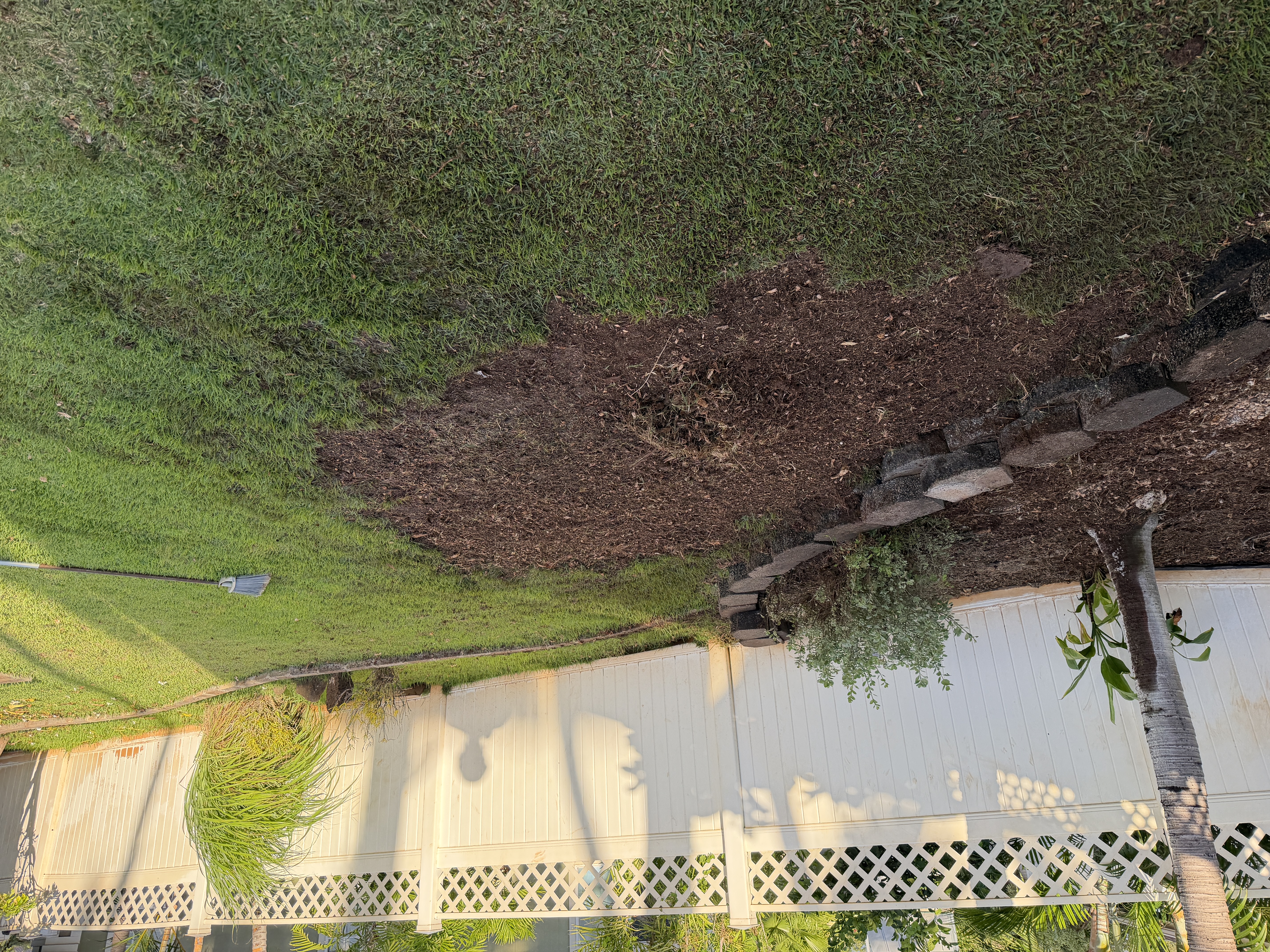 Cleared area in Kapolei (Mango) after stump grinding