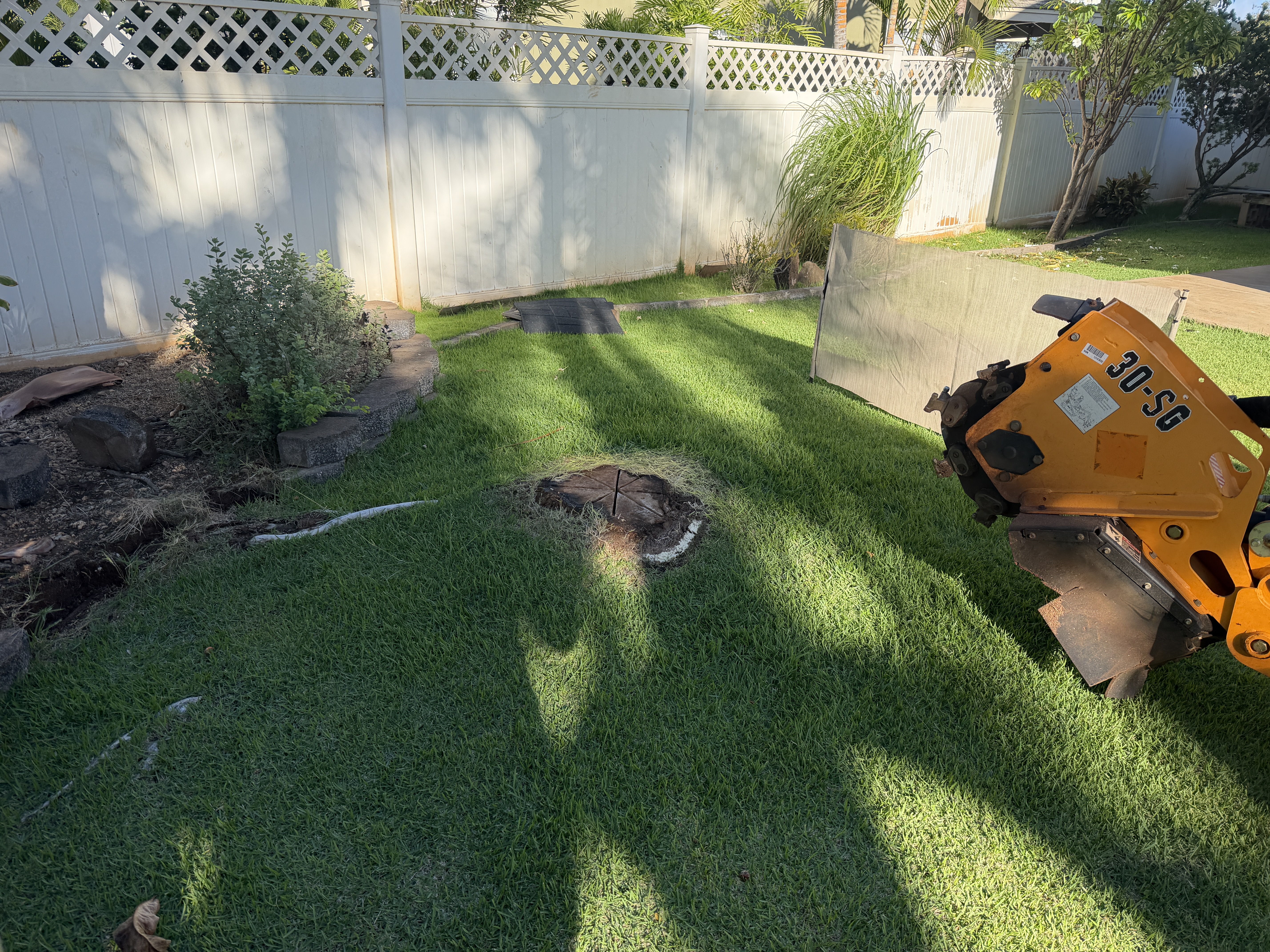 Yellow stump grinder positioned next to a mango tree stump in a Kapolei backyard