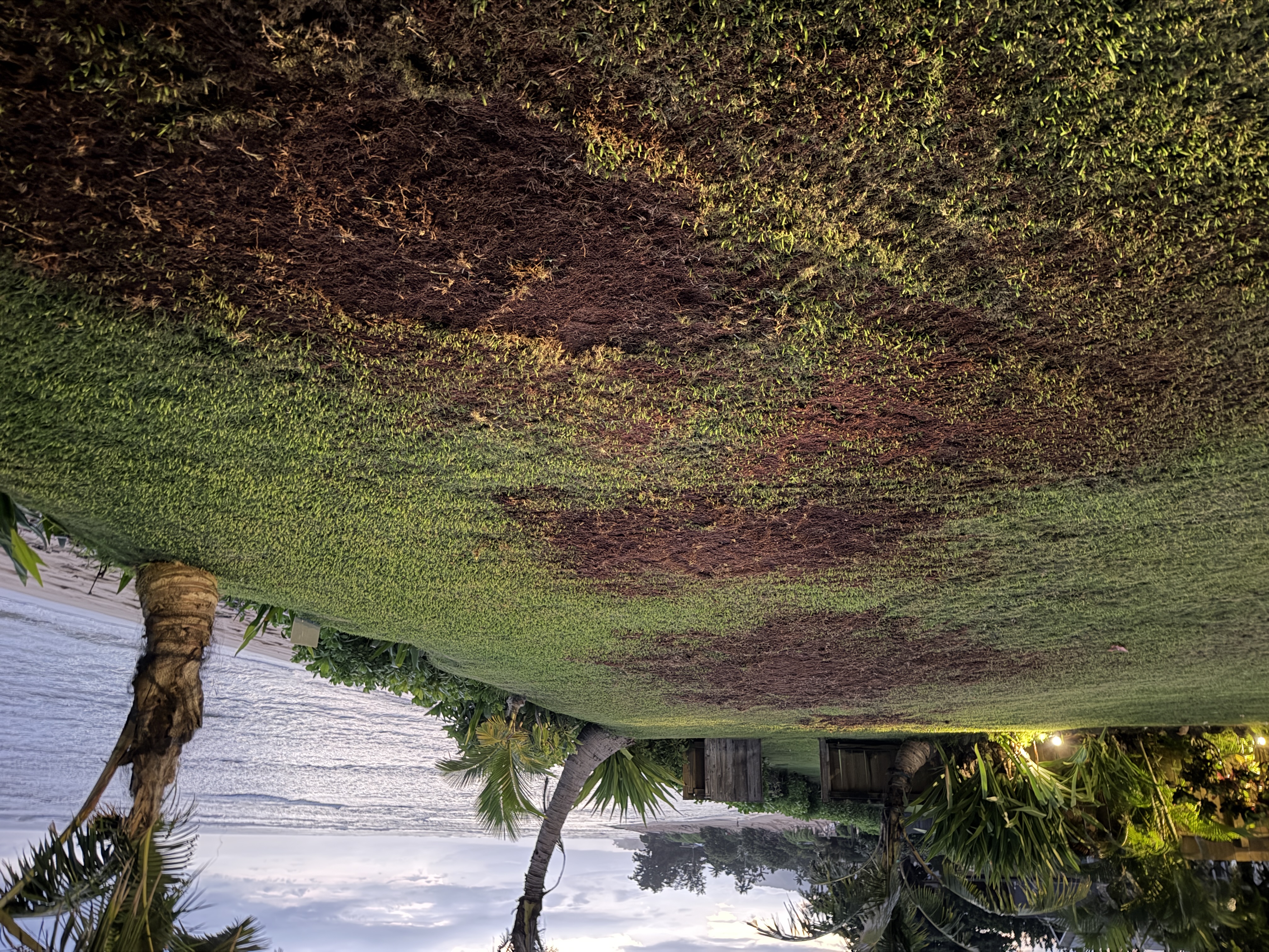 Cleared area in Waialua (Coconut Lawn) after stump grinding