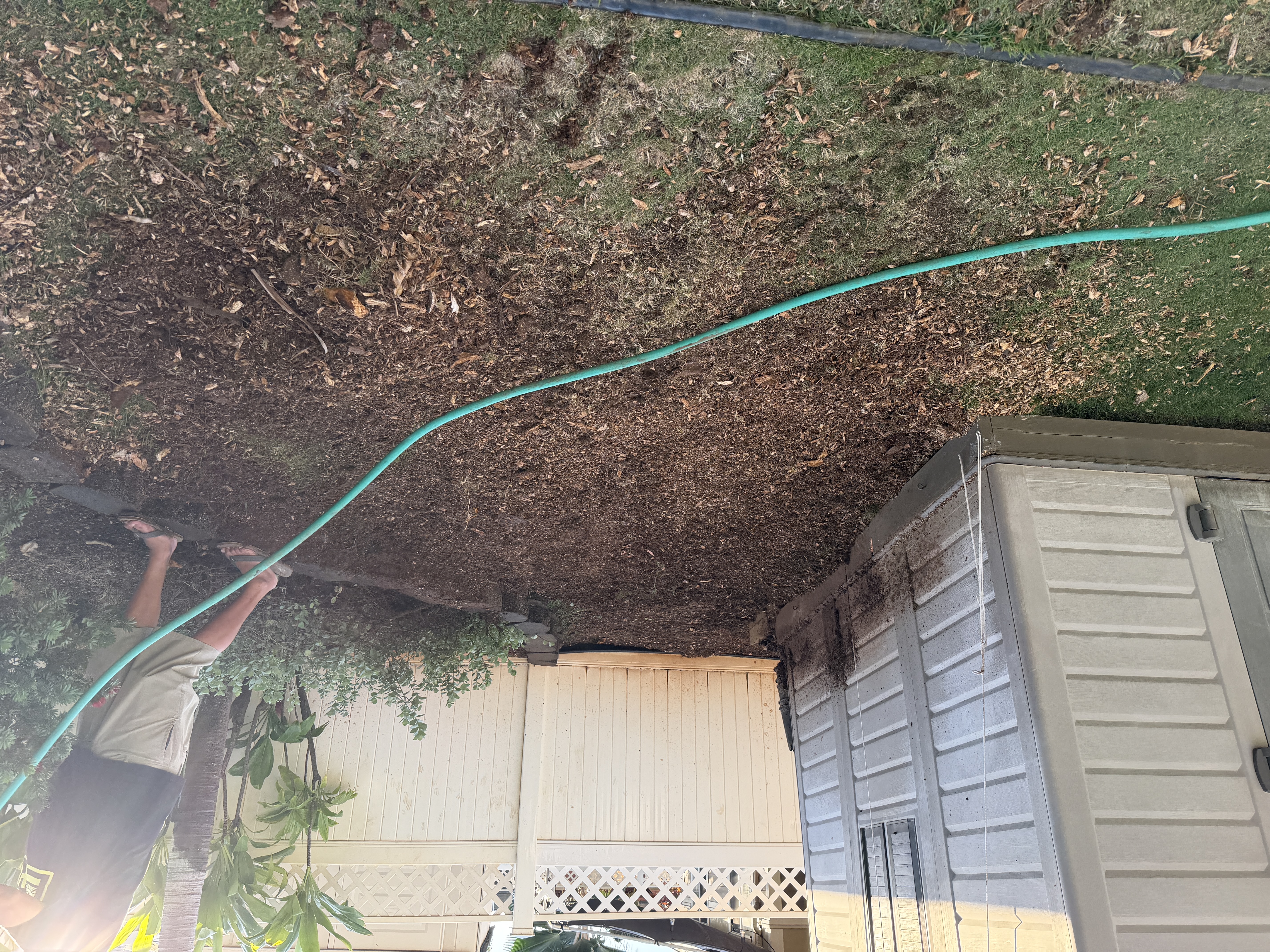 Cleared area in Kapolei (Mango by Shed) after stump grinding