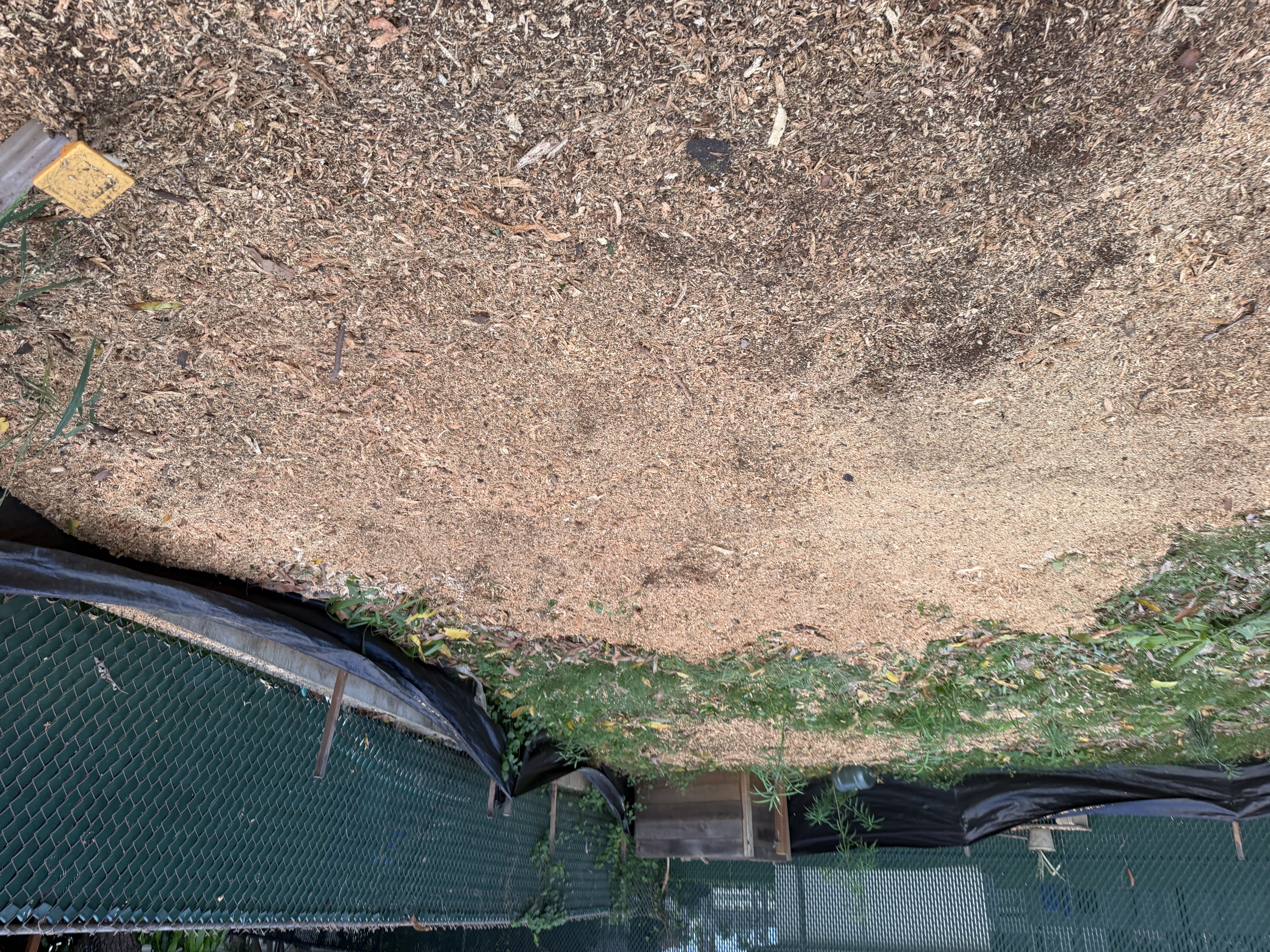 Cleared area in Moanalua after stump grinding