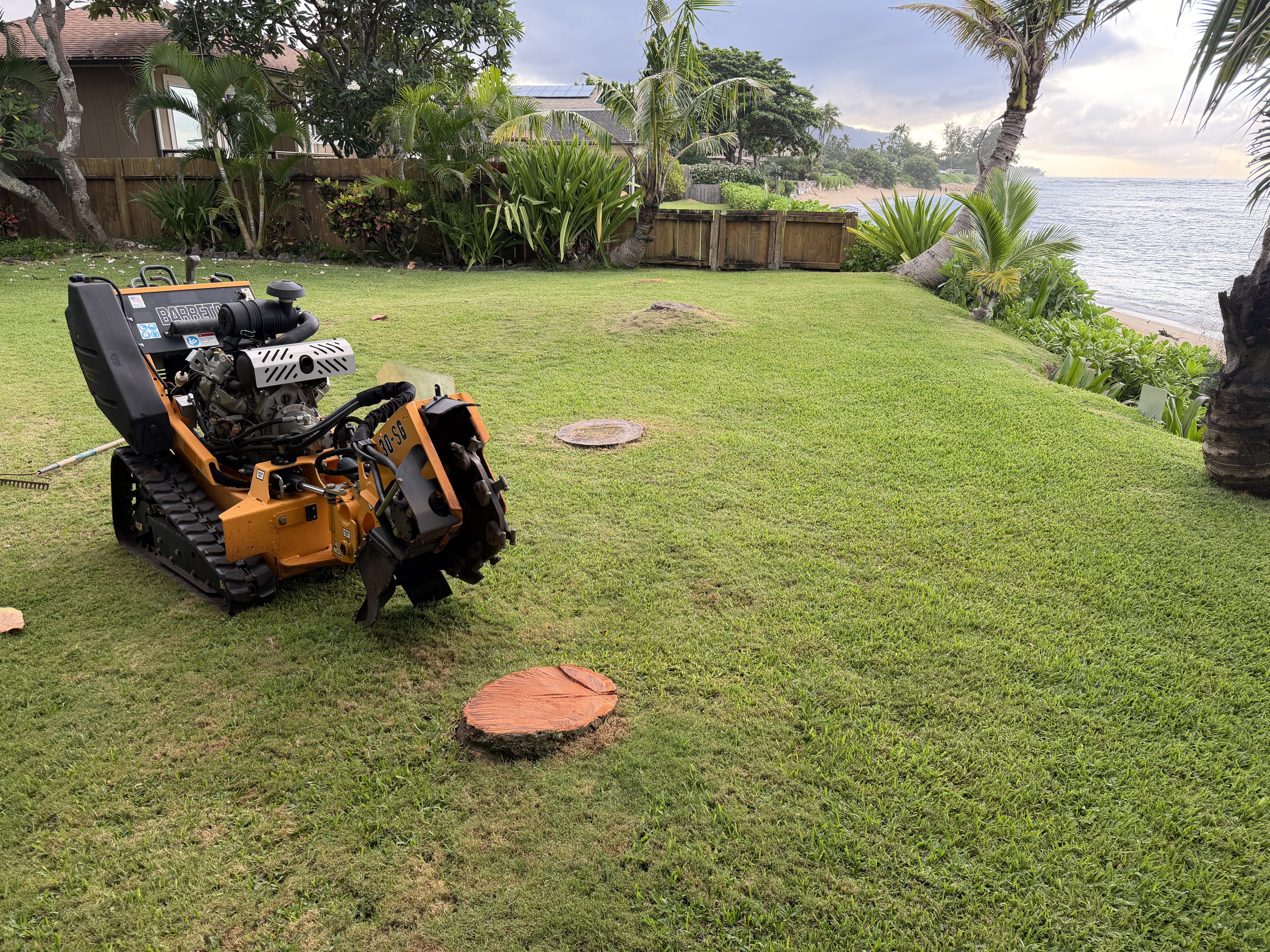 Orange stump grinder positioned next to a coconut stump on a coastal Waialua lawn