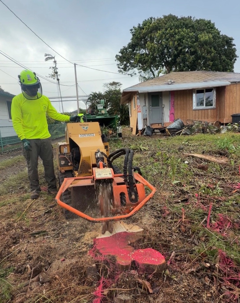 Stump grinding machine cutting into a tree stump with red paint marking