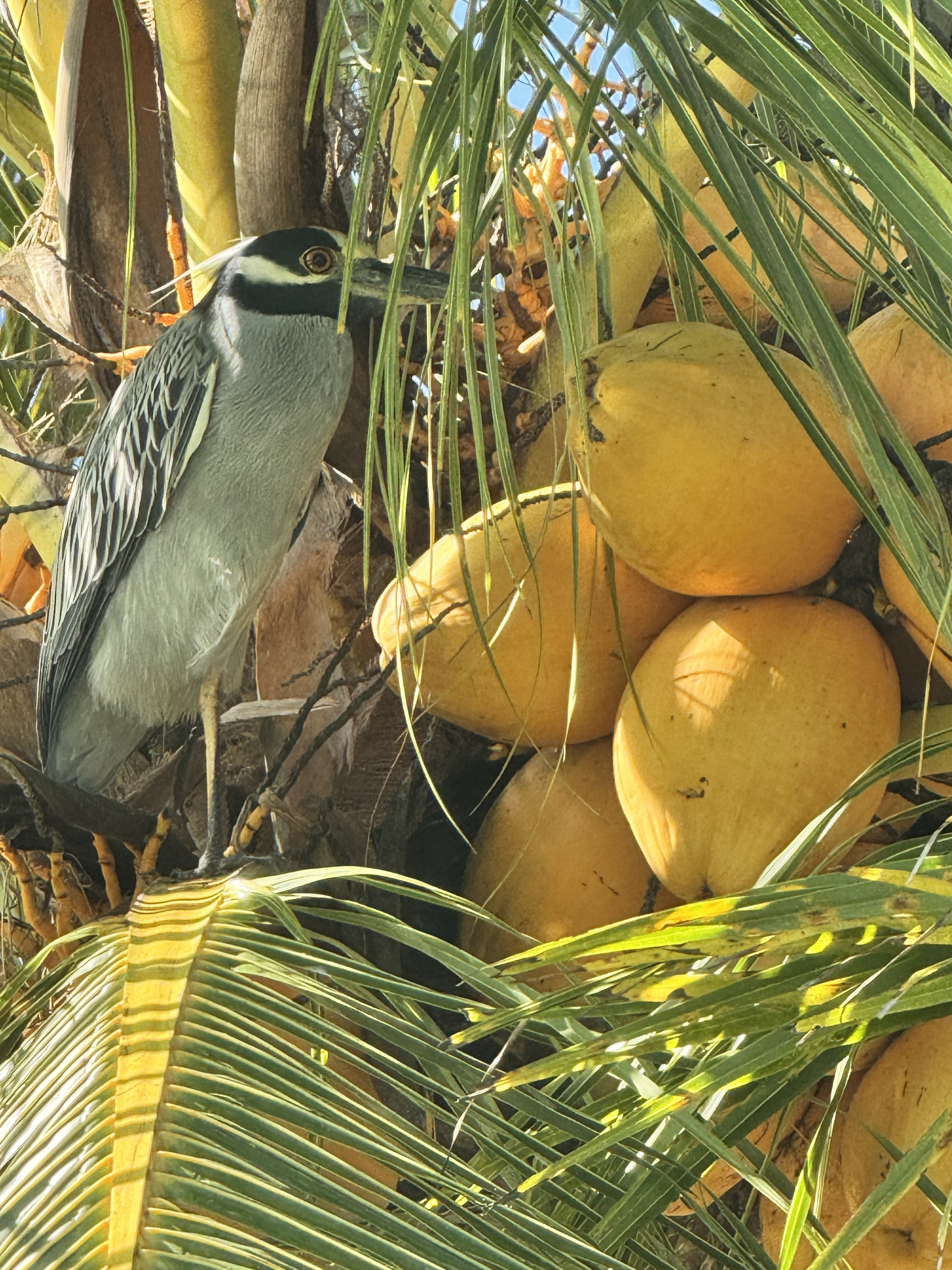 Night heron in the palms