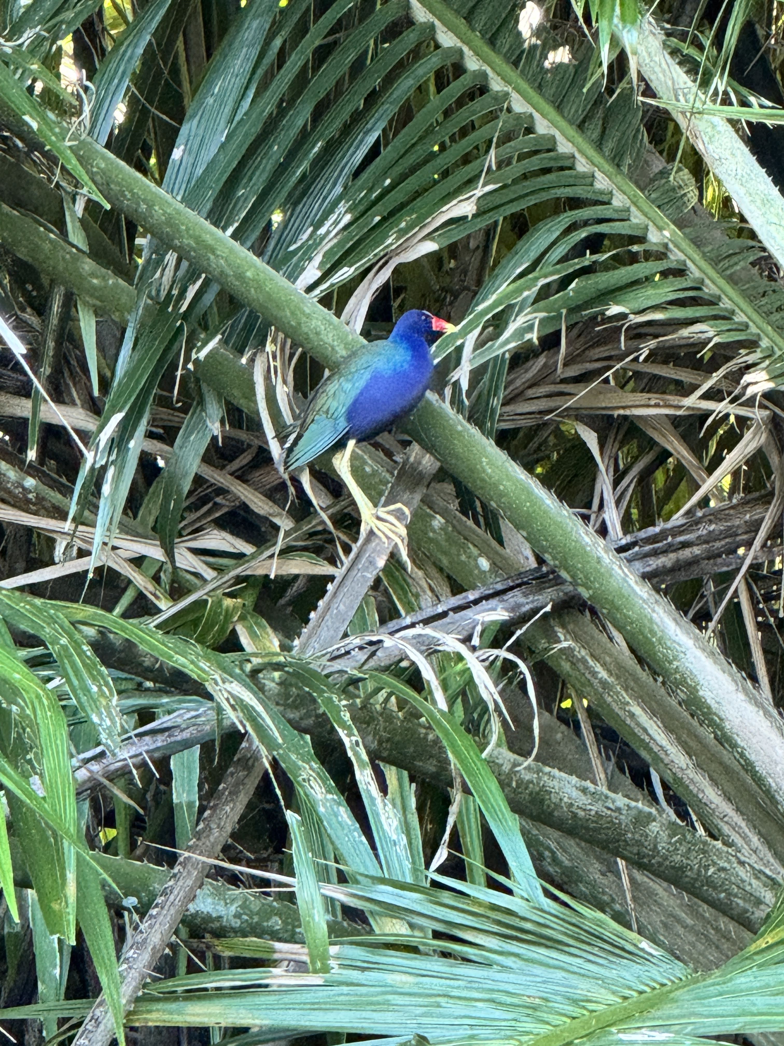 Costa Rica wildlife
