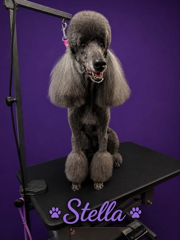 Stella, freshly groomed Standard Poodle