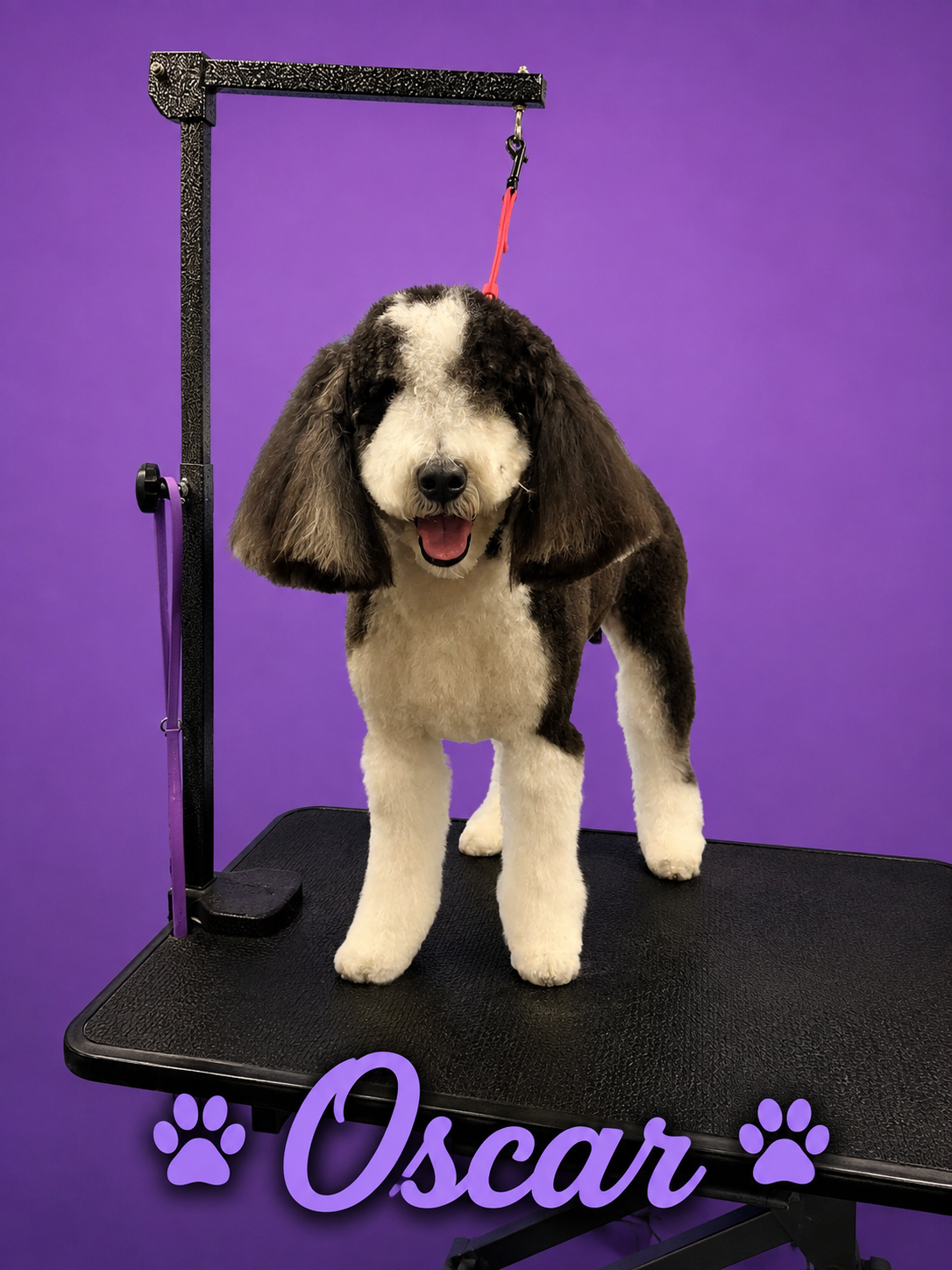 Oscar, freshly groomed Doodle