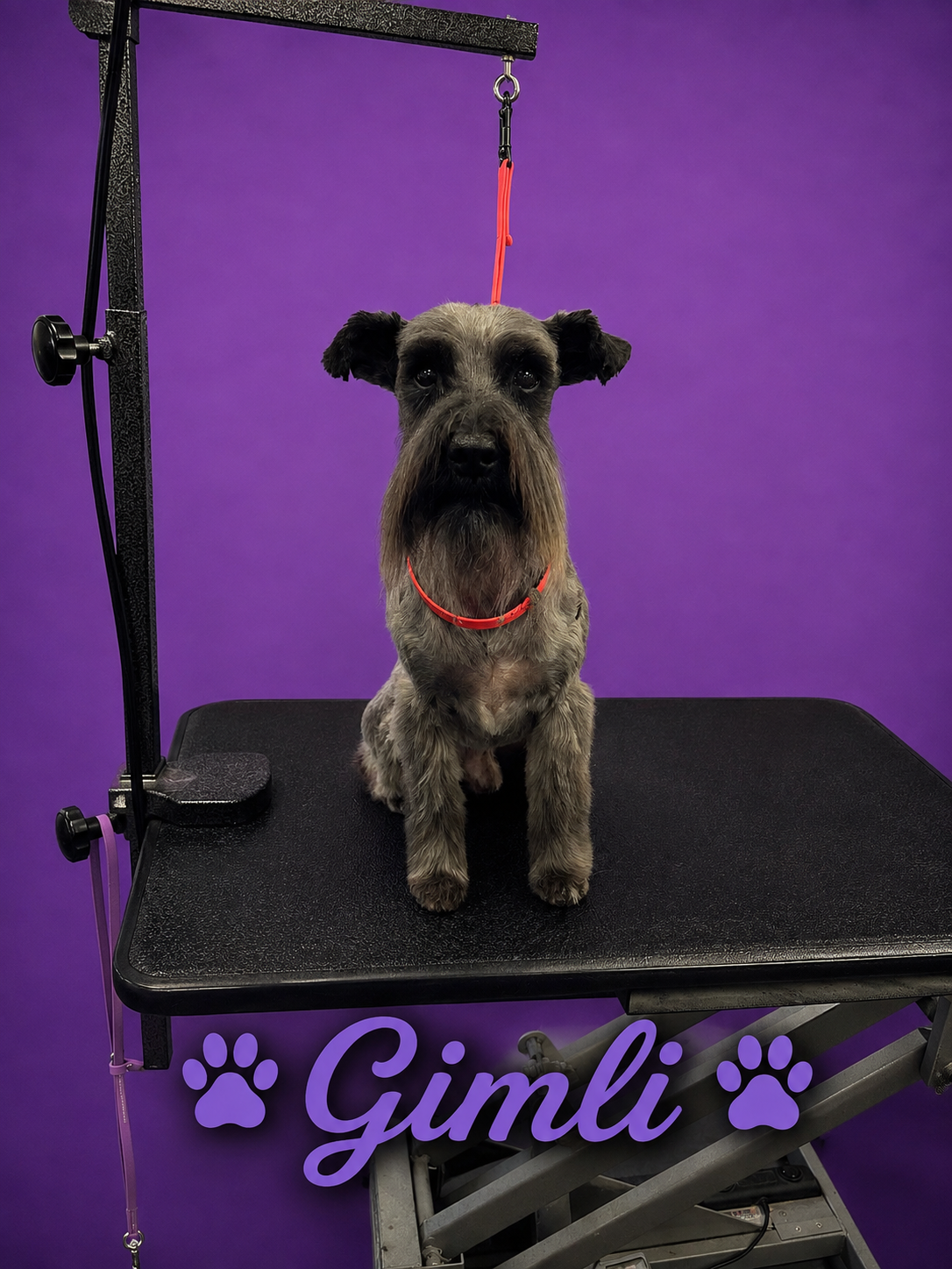 Gimli, freshly groomed Schnauzer