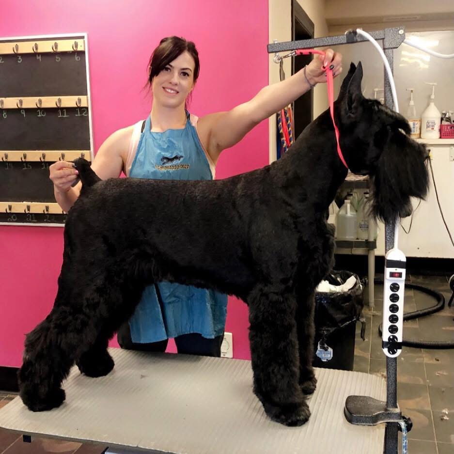 Happy dog freshly groomed at Muttley Crew
