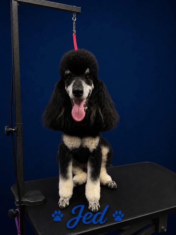 Jed, freshly groomed Poodle
