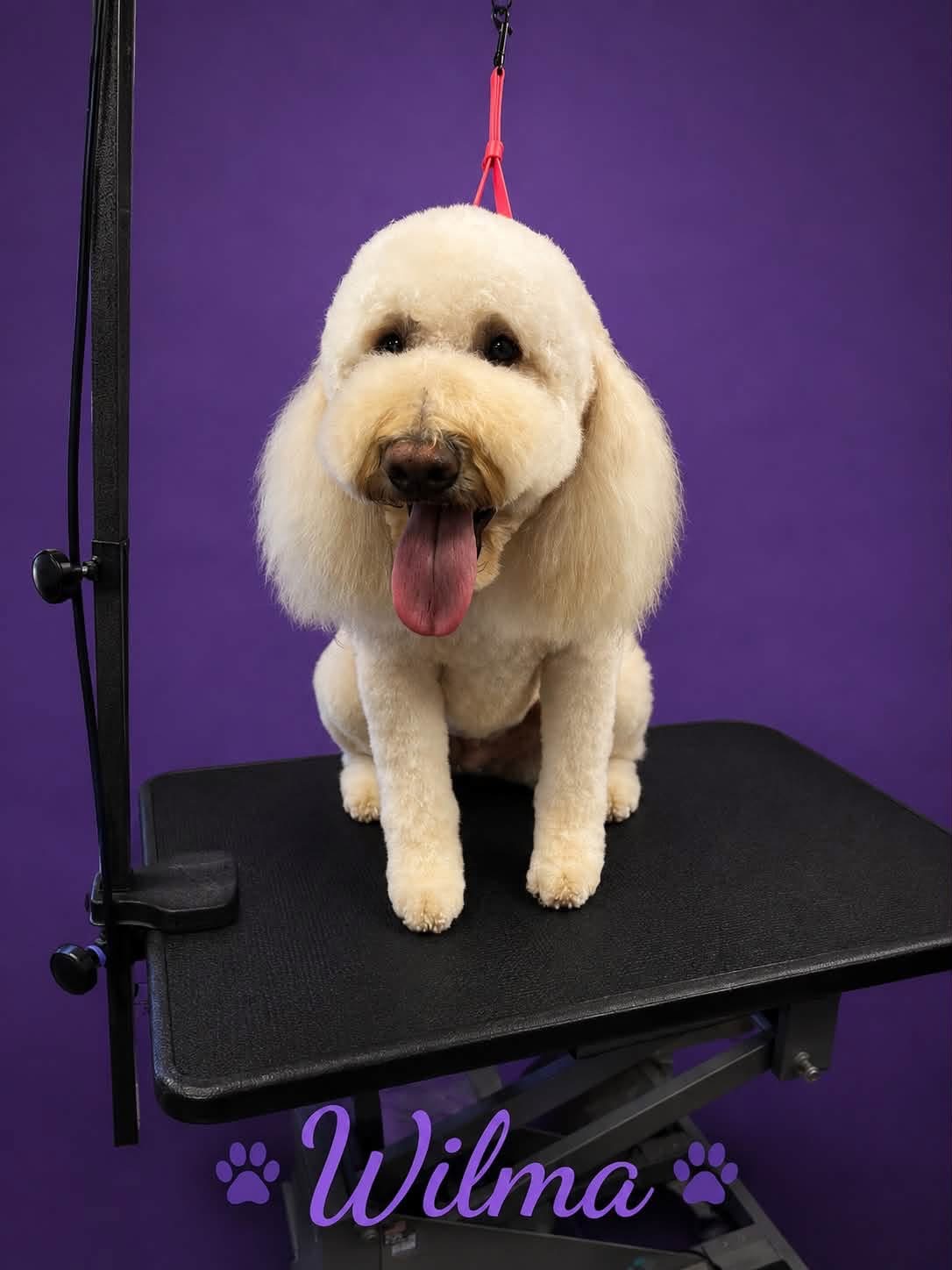 Wilma, freshly groomed Labradoodle