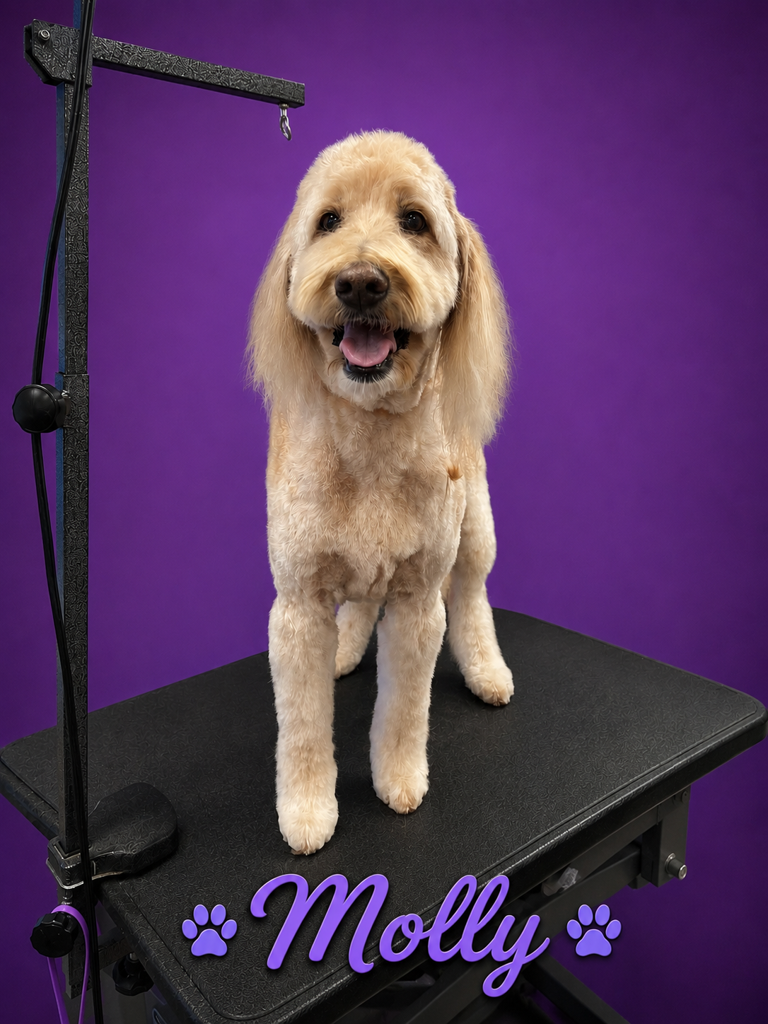 Molly, freshly groomed Labradoodle