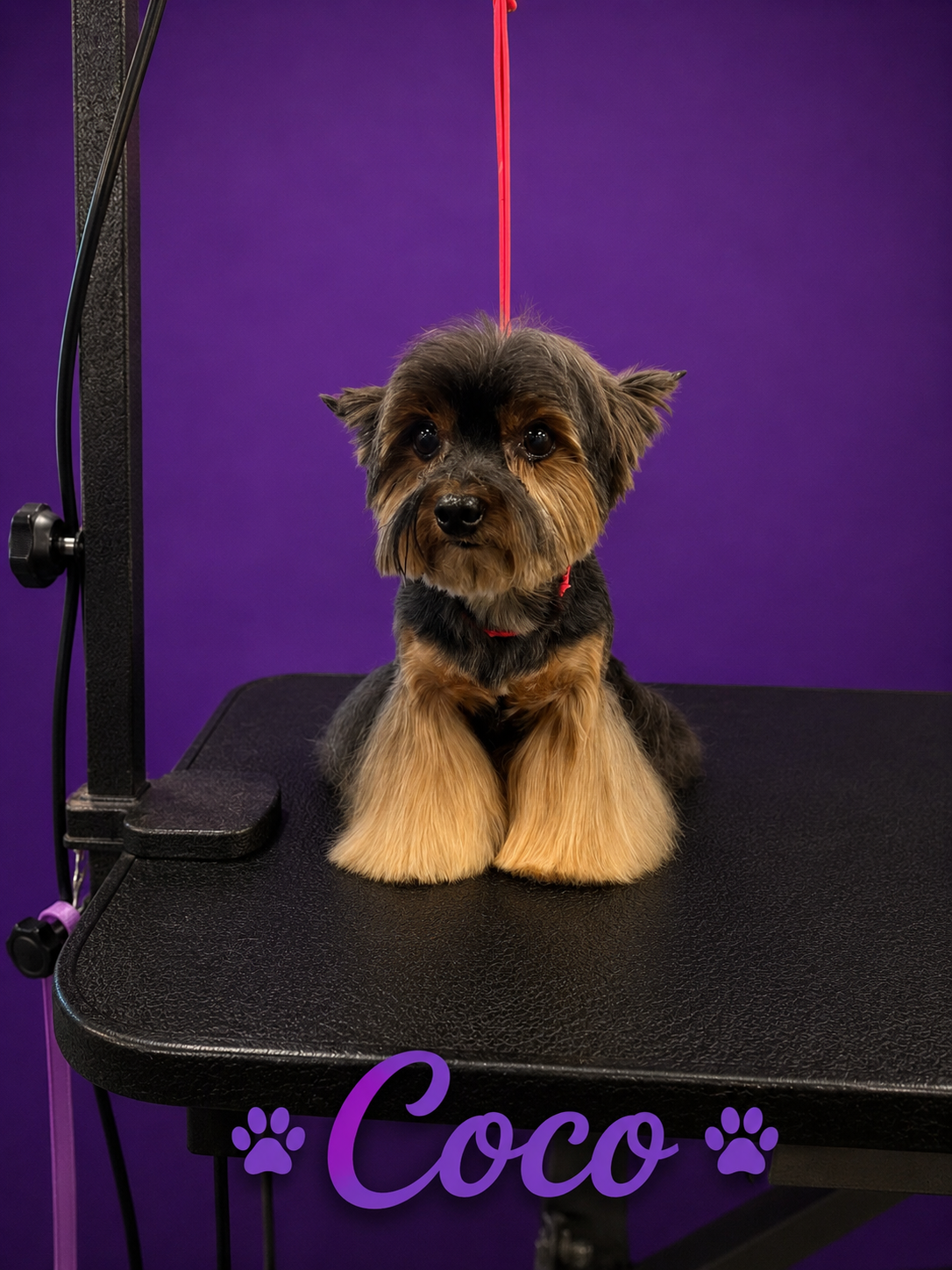 Coco, freshly groomed Yorkshire Terrier