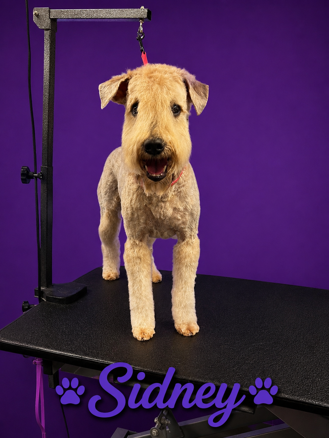 Sidney, freshly groomed Wheaten Terrier
