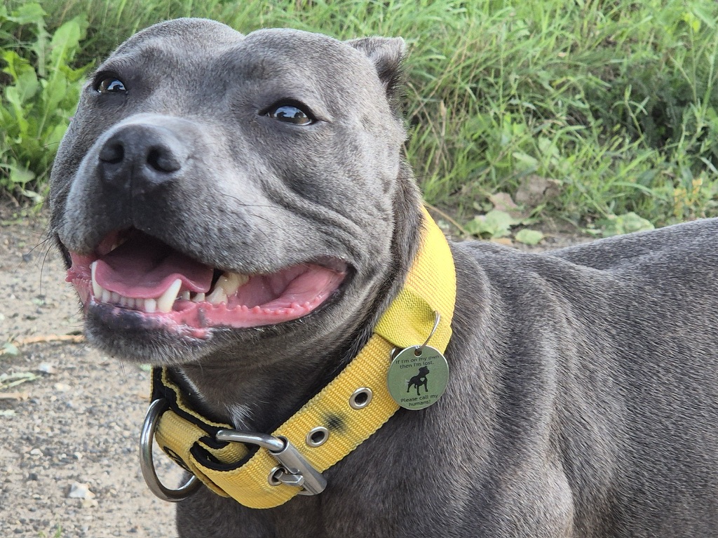 Our dog wearing a Barking Tag on a yellow collar