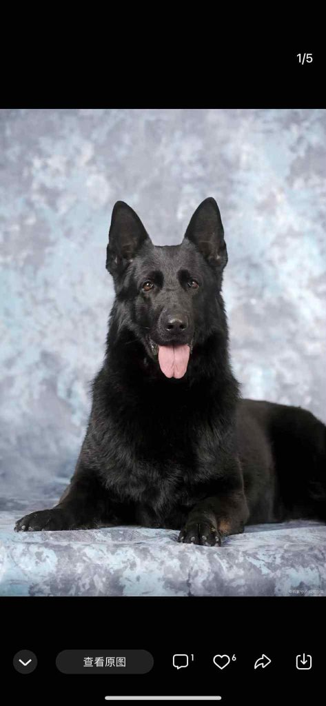 Maximus – From Service to Peace