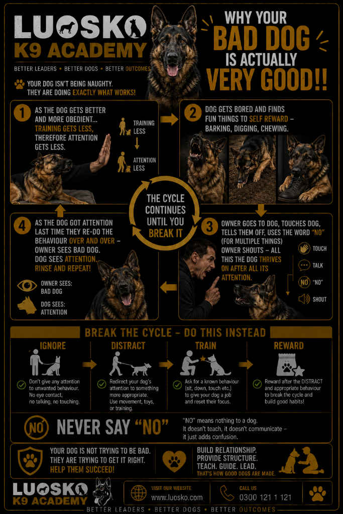 Why Your Bad Dog Is Actually Very Good!