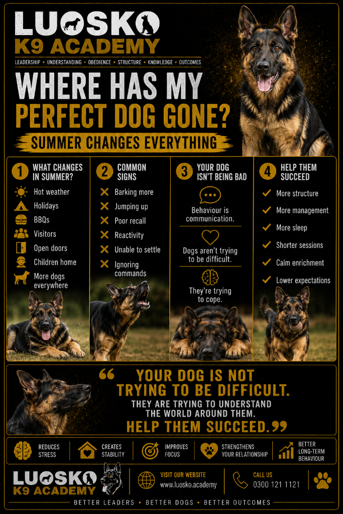 Where Has My Perfect Dog Gone? Summer Changes Everything