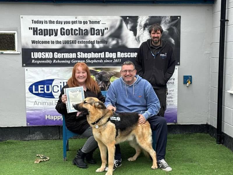 A German Shepherd dog on their adoption day with their new family at the LUOSKO rescue centre