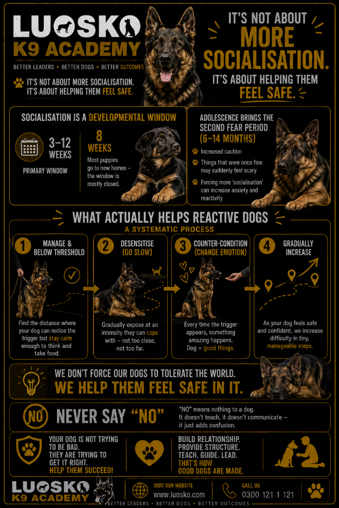 Socialisation & Reactive Dogs: Helping Them Feel Safe