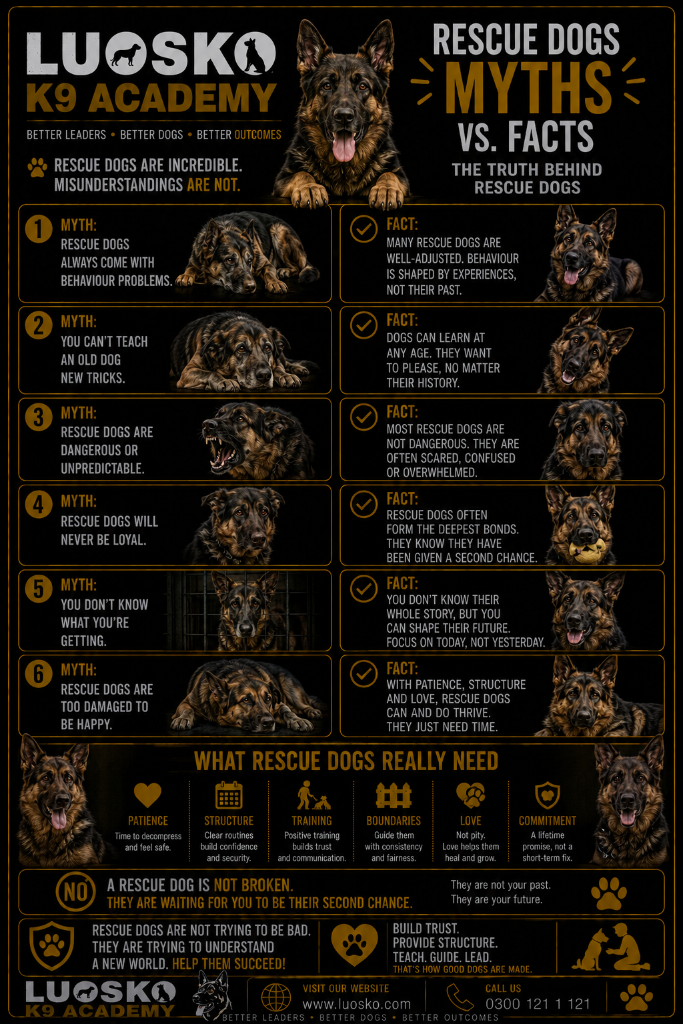 Rescue Dogs: Myths vs. Facts