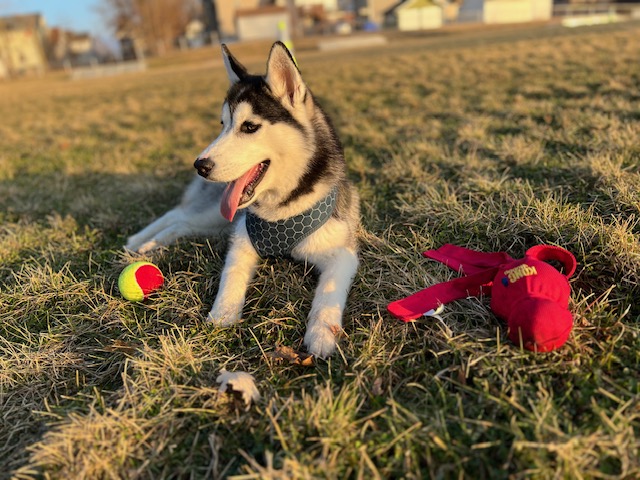 Rosé puppy with toys at golden hour
