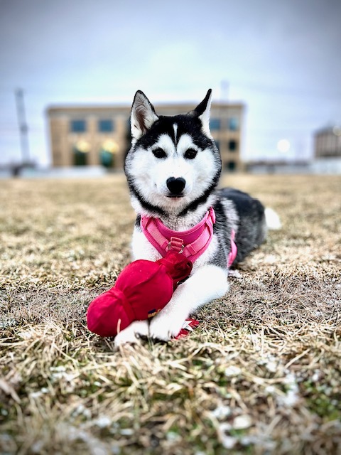 Rosé laying in the grass