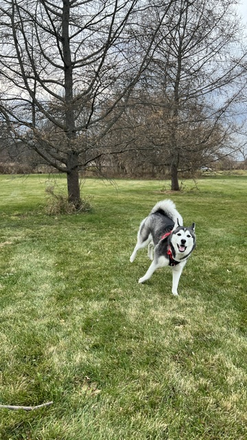 Rosé running and bounding in a field